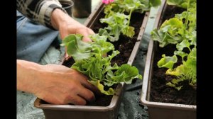 USOS MEDICINALES DEL GERANIO Y EL PELARGONIO, Plantas medicinales de jardín (Geranium) (Pelargonium