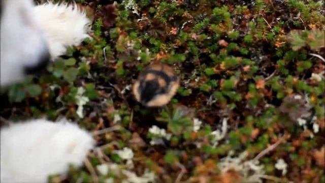 Кто такие ЛЕММИНГИ? Образ жизни грызунов?яХрумка смотреть онлайн