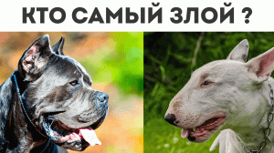 ТОП 5 САМЫХ ЗЛЫХ СОБАК
