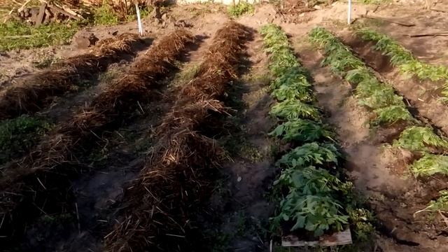 Сажаем картофель по целине. Не копаем, на картон. смотреть онлайн