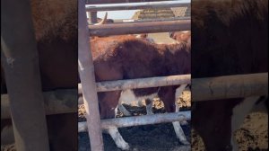 Обработка коров и вакцина от ящура