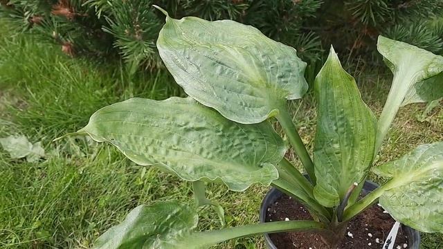 МОИ НОВЫЕ ХОСТЫ (MONKEY BUSINESS, ROAD RAGE, MITO-NO-HANA) смотреть онлайн