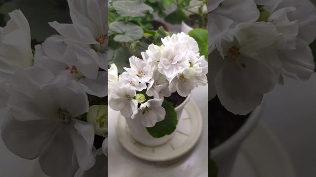 Цветет крошка Brixworth Pearl. 13.12.22#pelargonium #пеларгонии #цветы смотреть онлайн