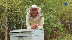 Способ избавиться от болезней пчел