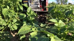 Окучивание картофеля. Культиватор Sterwins 2