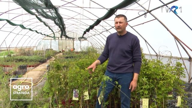 Cum poti cultiva cu usurinta Vita de ciocolata - Akebia Quinata - In gradina Danei смотреть онлайн