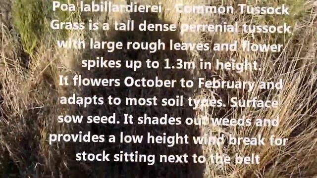 Sungold Direct Seeding site 2 years on смотреть онлайн