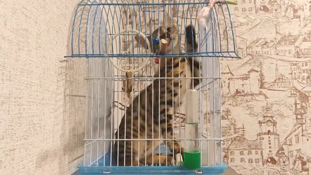 Кошка Адель в гостях у волнистого попугая Жоры! Удобная клетка) смотреть онлайн