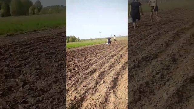 Нарезка гребня под посадку картофеля , мотоблоком    Брайт 130.