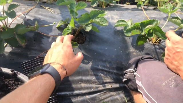 Как делать рассаду клубники? Обзор от экспертов смотреть онлайн