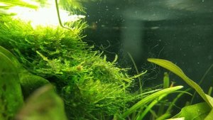 Аквариум на 35 и 20 литров с корягами и живыми растениями