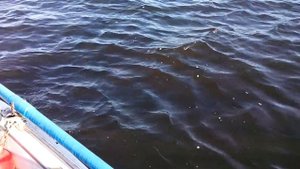 Ловля сома на перемёт, красавец на 9.5 кг