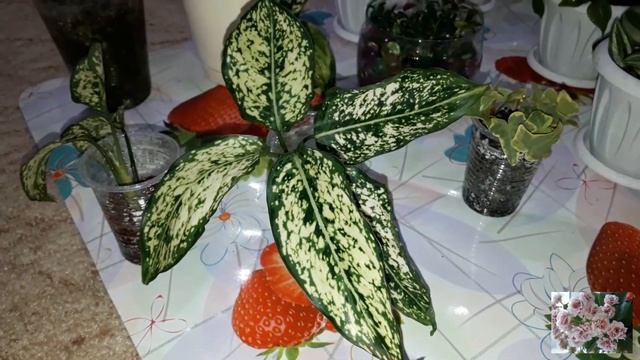 Комнатные цветы. смотреть онлайн