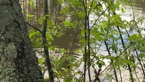 ? Сложнейшая первая тренировка!!! Фотосессия и завершение каникул!!! Папа и бобёр ? Кони и козы!!!