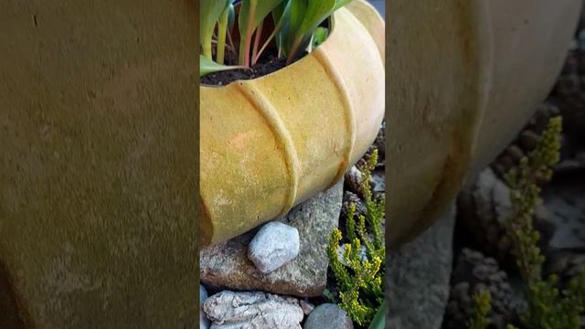 Moя альпийская горка... Mein Steinbeet.... смотреть онлайн