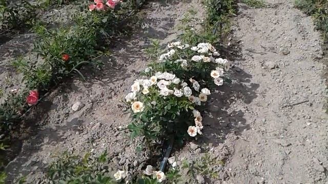 роза андре турка, роза флоранс делатре, роза бул ай, питомник роз полины козловой, Rozairum.biz