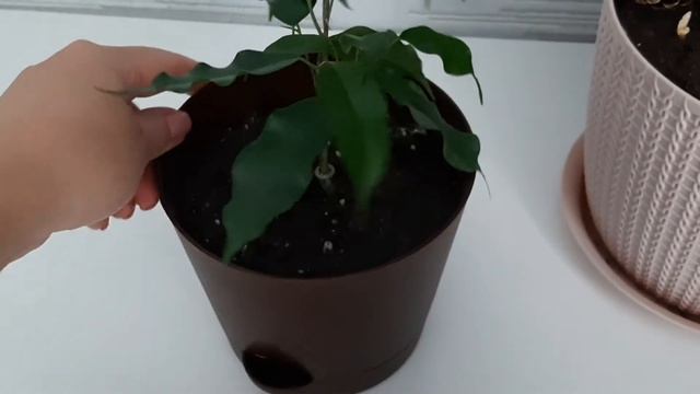 Мои неприхотливые комнатные растения.?Мотивация на разведение.Фикус.Плющ.Щучий хвост.Сингониум.