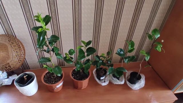 Камелия японская, Caméllia Japónica.  Мои новинки растений.