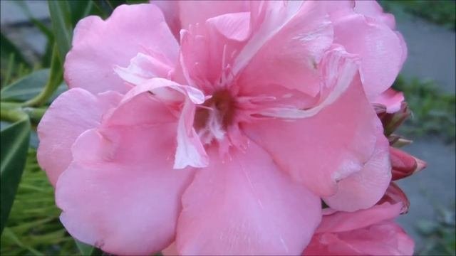 Олеандр розовый махровый. Олеандр цветок купить