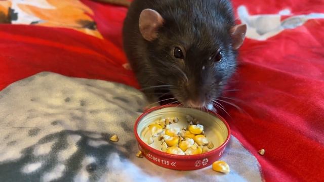 Сегодня праздник у ребят! 🎁❤️ смотреть онлайн