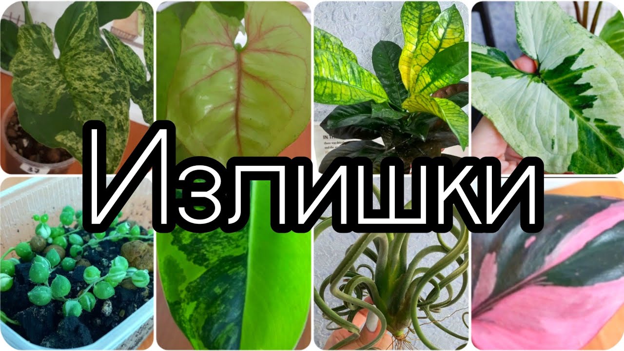 24.03.23 ИЗЛИШКИ комнатных растений?Сингониумы, Филодендроны и др? #растения #цветы #продажи #купи