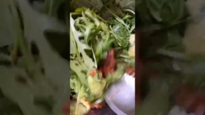 Брускетта с вялеными томатами/ bruschetta with dried tomatoes