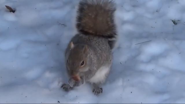 Белка - обычный грызун с пушистым хвостом - живет от 4 до 12 лет смотреть онлайн