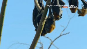 Тайны дикой природы Австралии : Летучие лисицы 4K
