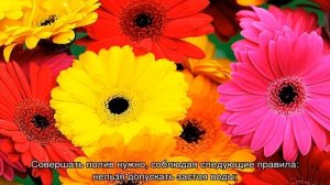 Гербера садовая — как вырастить в саду