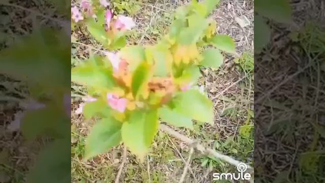 Сад Ирисов Флоренция смотреть онлайн