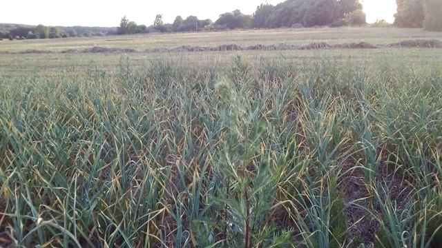 Чеснок под соломой 16го июня.Сорняки. смотреть онлайн