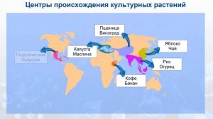 Центры происхождения культурных растений по Н И Вавилову