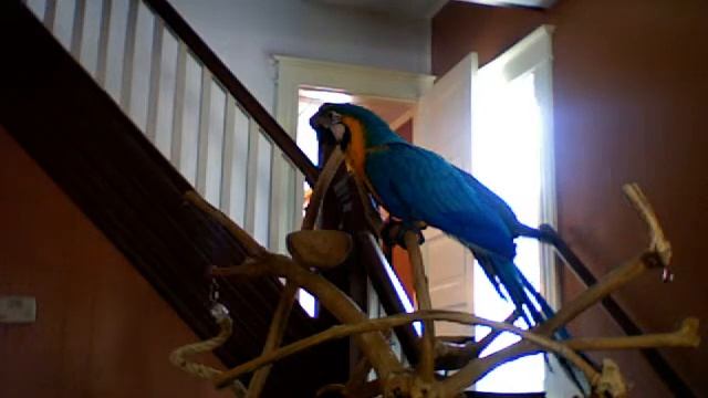 Blue and Gold macaw hanging out on the java tree смотреть онлайн