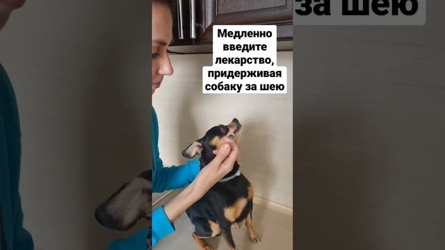 Как легко дать собаке лекарство_?? Собачьи лайфхаки #русскийтой #toyterrier_club #тойтерьер