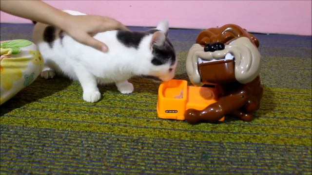 Реакция кота на СОБАКУ КУСАКУ и ПРИВЕТЫ от наших питомцев \ LizaTube смотреть онлайн