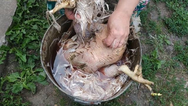 КУРОЧКИ НЕСУТСЯ ДЕРЕВЕНСКАЯ ДВИЖУХА