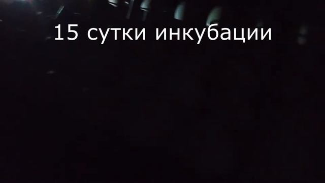 Вес индюшат в 3 недели. Овоскопирование индюшиного яйца хайбрид конвертер в 15 дней