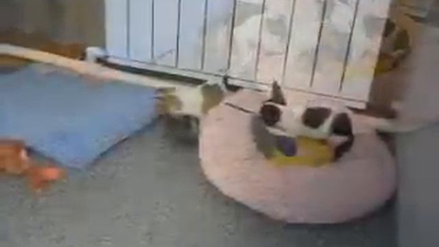 Щенки чихуахуа. Продажа.