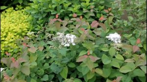 30 Seconds with Double Play® Blue Kazoo® Spirea