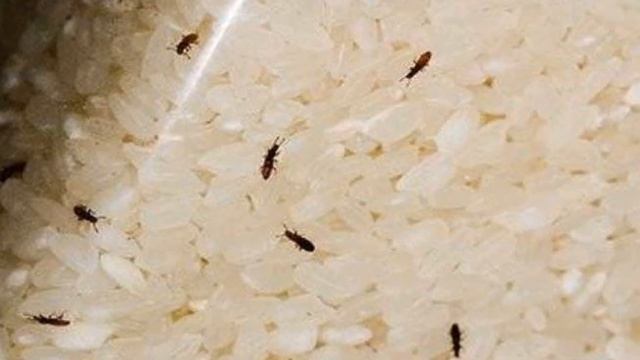 Жуки в крупах: это надо знать смотреть онлайн