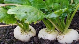 Выращивание редьки как бизнес идея