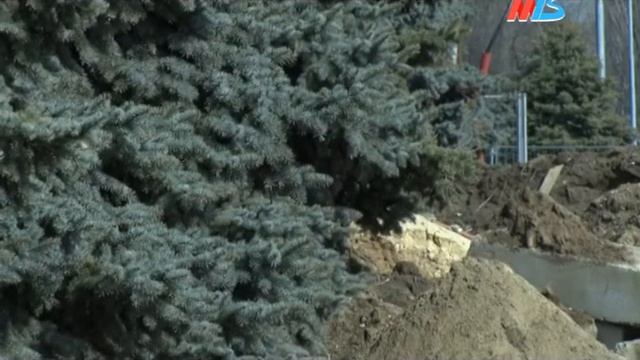 Голубые ели с нижней террасы набережной Волгограда обрели новую «прописку» смотреть онлайн