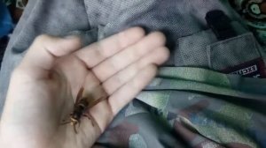 Ручной шершень