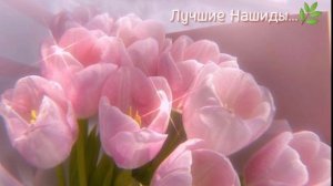Прекрасный Нашид...✨?