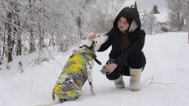 ЦЕЗАРЬ. Наша собака. Далматинец
