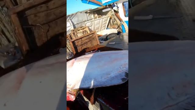 300lb halibut cleaning #fishing #seafood #fisherman смотреть онлайн