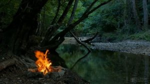 Что делать, если вишня засыхает после цветения?