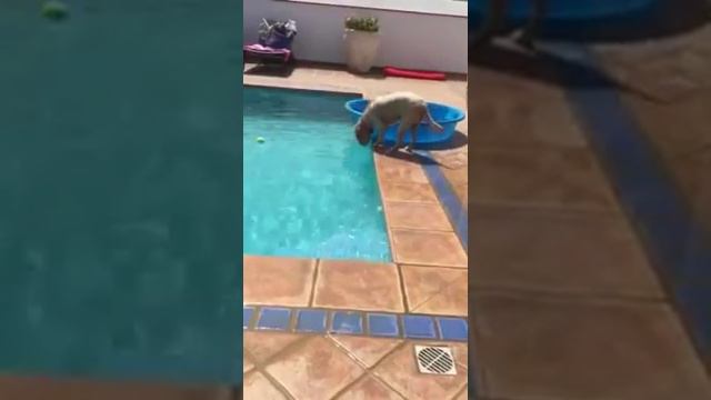 Невероятный ум собаки! Смотрите до конца =)) смотреть онлайн