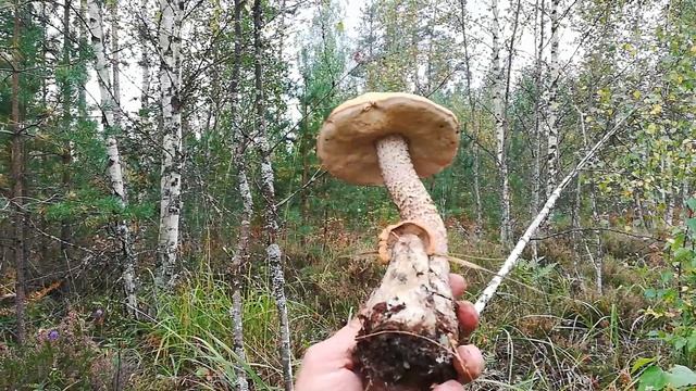 Моя грибная, осенняя сказка 2019 смотреть онлайн