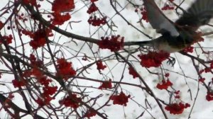 дрозд рябинник